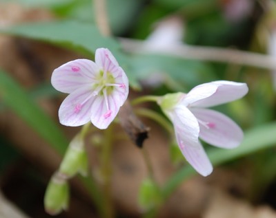 spring beauty flower closeup.jpg